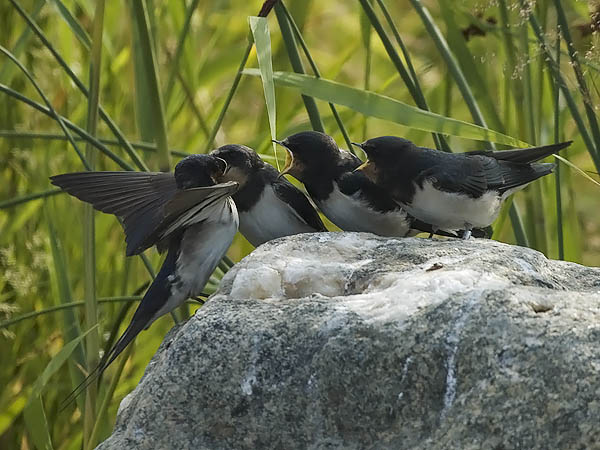 Haarapääsky, Barn Swallow, Hirundo rustica